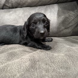 Mary - Black female Dachshund puppy in Troup, Texas from Darling Doxies