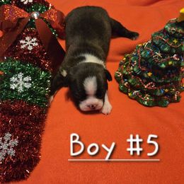 Boston Terrier Puppies from Grandma's Boston Terriers
