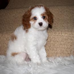 Ellie-READY NOW - Blenheim female Cavapoo puppy in Apple Creek, Ohio from Arlene Hershberger