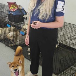 Shiba Inu Puppies from Diwasou