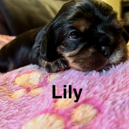 Cavalier King Charles Spaniel Puppies from brittany Parkman
