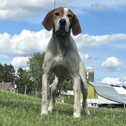 Rube - American English Coonhound