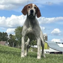 Rube - American English Coonhound