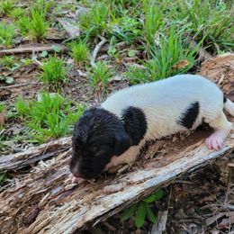 Girl 3 - Liver and white German Shorthaired Pointer puppy in Troy, North Carolina from Uwharrie GSP