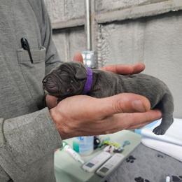 Purple collar - Gray female Cane Corso puppy in Fritch, Texas from Carrie Brown's Cane Corsos