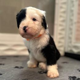 CHEESECAKE - Black and white female Sheepadoodle puppy in Riverside, California from Downtown Doodles & Frenchies