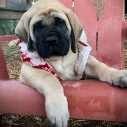 Mastiff Puppies from Majestic Mastiffs of Florida