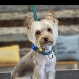 Miniature Schnauzer and Yorkshire Terrier Puppies from Barbara Clark