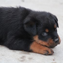 Rottweiler Puppies from Cross Creek Rottweilers