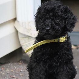 Goldendoodles from M&M&M Doodles