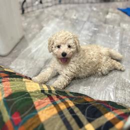 Poodle Puppies from KC Poodles of PA