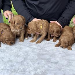 Bernedoodles and Goldendoodles from Whispering Pines Doodles