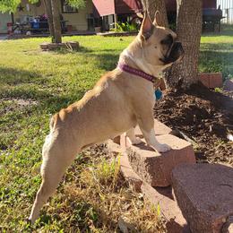 TONKS - French Bulldog