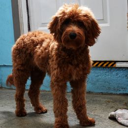 Greta - Goldendoodle