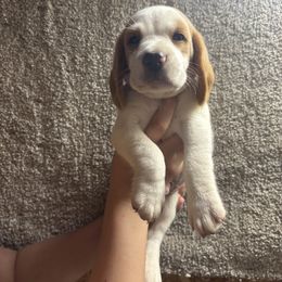 Jupiter - Lemon and white male Beagle puppy in St. Cloud, Minnesota from Beagle Blessings