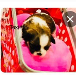 Shichon and Shih Tzu Puppies from Angie’s Teddy Bear Puppies Minnesota
