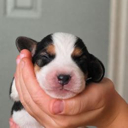 Hershey - Black white and tan male Beagle puppy in Lake City, Florida from Sunkissed Beagles