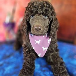 Easel - Brown female Poodle puppy in Mcbain, Michigan from Northern Creek