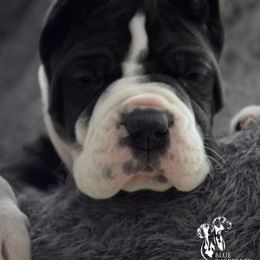 Great Dane and Pug Puppies from Viking Kennel