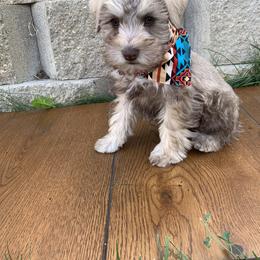 Miniature Schnauzer Puppies from Schnauzers on Robinson Lane