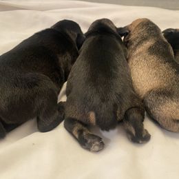 Yellow - Black and silver female Miniature Schnauzer puppy in Lehigh Acres, Florida from Regency Schnauzer