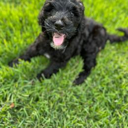 Waylon - Black male Goldendoodle puppy in Zuta, Georgia from Salty Air Poodles and Doodles