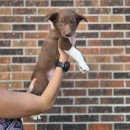 Bean - White - White and red female Border Collie puppy in Corbin, Kentucky from Cullins Collies