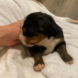 Mousse - Black rust and white male Bernese Mountain Dog puppy in Rural Retreat, Virginia from Bernese Bunker