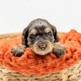 Taylor - female Australian Mountain Doodle puppy in Sharpsburg, Georgia from Steindoodles