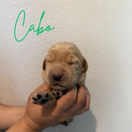 Cabo - Golden male Golden Retriever puppy in Victorville, California from Martinez Goldens