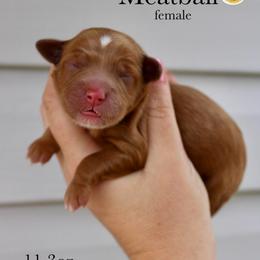 Meatball - Red  female Goldendoodle puppy in Comanche, Texas from Central Texas Doodles, LLC.