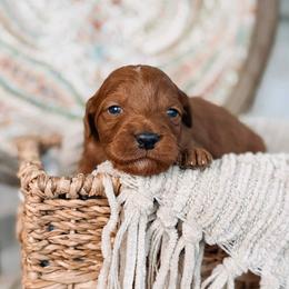 Kronos - Red  male Goldendoodle puppy in Iola, Texas from Supreme Doodles of Texas