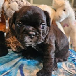 Mouse - Black and white male French Bulldog puppy in Bend, Oregon from High Lakes Frenchies