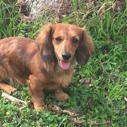 Dachshunds from Rising Sun Farm and Ranch