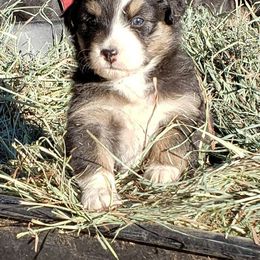 Australian Shepherd Puppies from Wild Souls Australian Shepherds