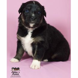 Australian Shepherd Puppies from Ashlee's Aussies