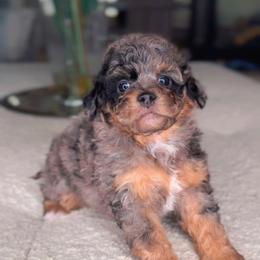 Jasper - Merle male Bernedoodle puppy in West Jordan, Utah from Doodles Friend