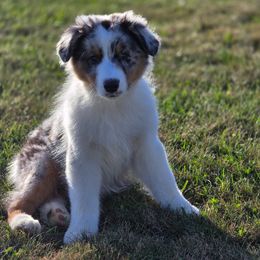 Jacob - Blue merle male Australian Shepherd puppy in Parkton, Maryland from Leeland Australian Shepherds