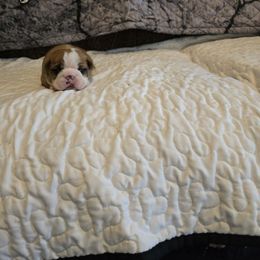 Elsa - Red female Boston Terrier puppy in Walhalla, South Carolina from Dixies  southern  bostons