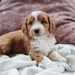 Kona - Apricot female Goldendoodle puppy in Atlanta, Georgia from Cedarcrest Goldendoodles