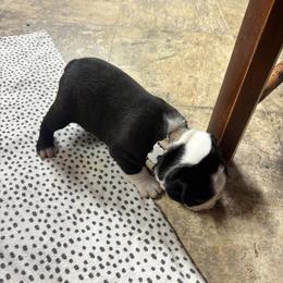 Max - Black brindle and white male Boston Terrier puppy in Alabama from Southern Bulldogs