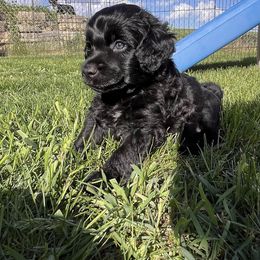 Lagotto Romagnolo and Portuguese Water Dog Puppies from Shooting Star Water Dogs