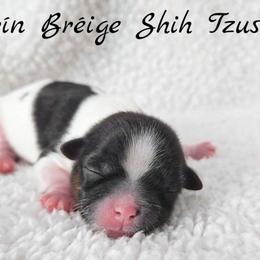 AKC Tri-Color Female - Tricolor female Shih Tzu puppy in Las Vegas, Nevada from Beirin Breige Shih Tzus