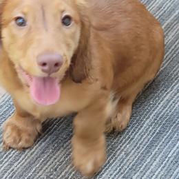 Dachshund Puppies from CLARK'S BREEDING PROGRAM