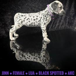 Jinn (LUA) - White and black female Dalmatian puppy in Salem, Missouri from Paradise Spots Dalmatians