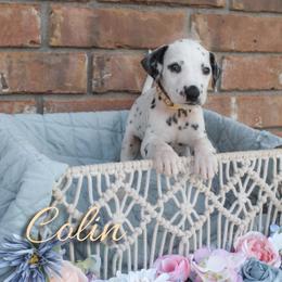 Colin - White and black male Dalmatian puppy in Mount Vernon, Missouri from Spots & Spirals