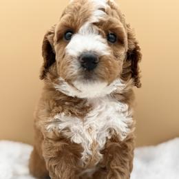 Lavender - Red female Australian Labradoodle puppy in Antelope, California from Adorable Labradoodle