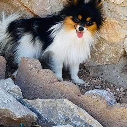 Fendi - Pomeranian
