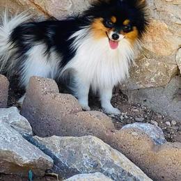 Fendi - Pomeranian
