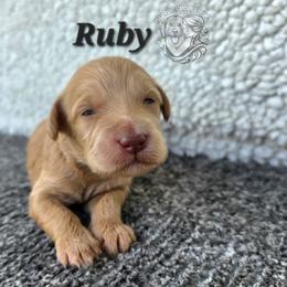 Ruby - Apricot female Goldendoodle puppy in Chattanooga, Tennessee from Hilltop Cuddle Pups